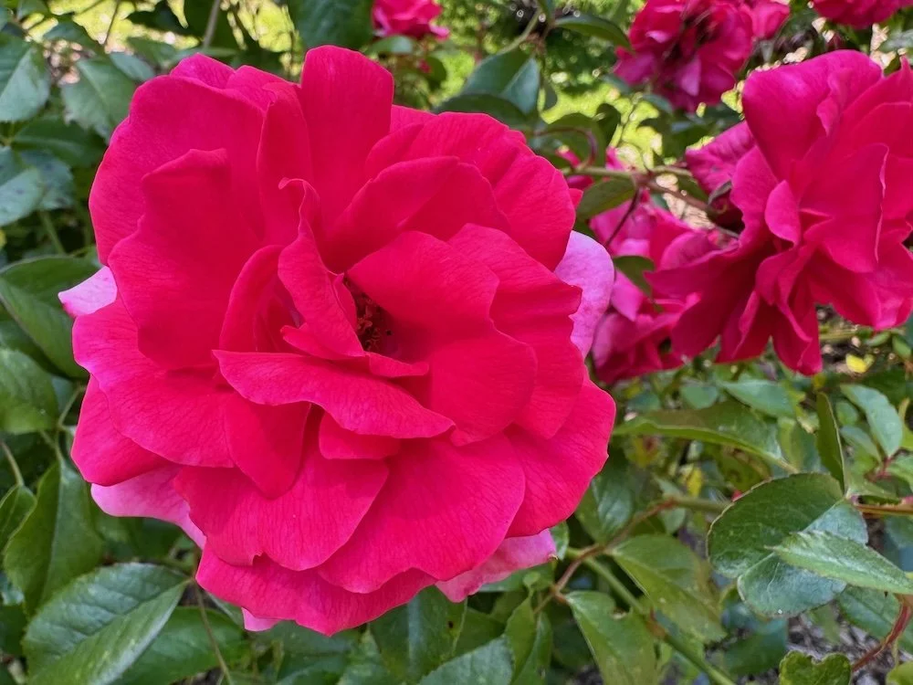 Rosa 'Betty Prior' (Betty Prior Floribunda Rose) — Northwest Blooms